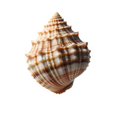 Obraz premium Illustration of seashell