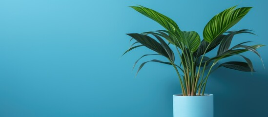 A houseplant in a flowerpot is placed in front of an electric blue wall, creating a striking contrast against the sky. The plant is a terrestrial Arecales species, resembling a palm tree