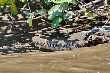 Costa Rican Crocodile on the River Tempisque, Costa Rica