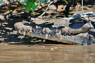 Costa Rican Crocodile on the River Tempisque, Costa Rica