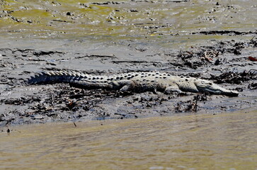 Costa Rican Crocodile on the River Tempisque, Costa Rica