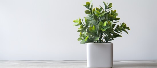 A houseplant in a small flowerpot is placed on a table, with its evergreen twig peeking out. The terrestrial plant adds a touch of nature to the room