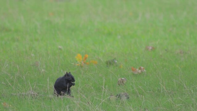black squirrel feeding, sitting on grass on a windy day, runs off