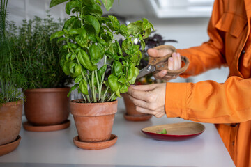 Woman cutting fresh leaves of home grown basil greens for cooking with scissors closeup. Harvest of...