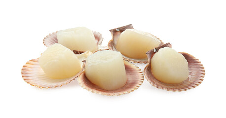 Many fresh raw scallops in shells isolated on white