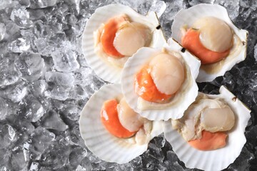 Fresh raw scallops with shells on ice cubes, flat lay. Space for text