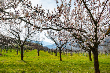 Apricot garden bloom in the Wachau valley, Lower Austria