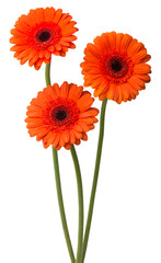 Bouquet of flowers gerberas isolated on white background - 758320338
