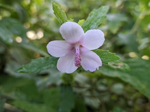 pulutan flower (urena lobata) in the morning	