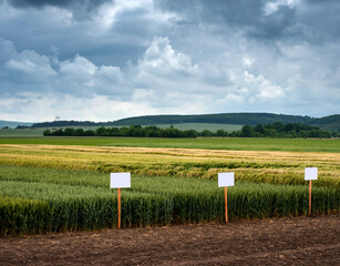 winter wheat on demonstration plots of various varieties with signs, beautiful landscapes