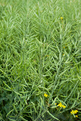 close up of a field of green rapeseed, ripening pods