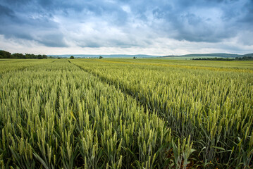 beautiful landscape of Green wheat field , hills on the horizon
