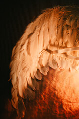 The white wings of the angel have been removed and are lying on the bed, illuminated by the light...