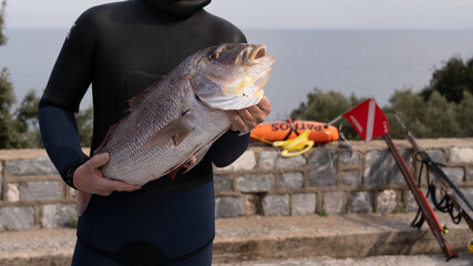 Greek Spearfisher with a large Dentex Fish in Milopotamos, Pelion, Greece