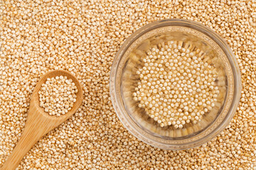 Chenopodium quinoa – Quinoa cereal soaked in water