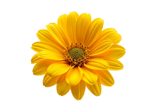 Yellow daisy flower isolated on transparent background. Floral design element.
