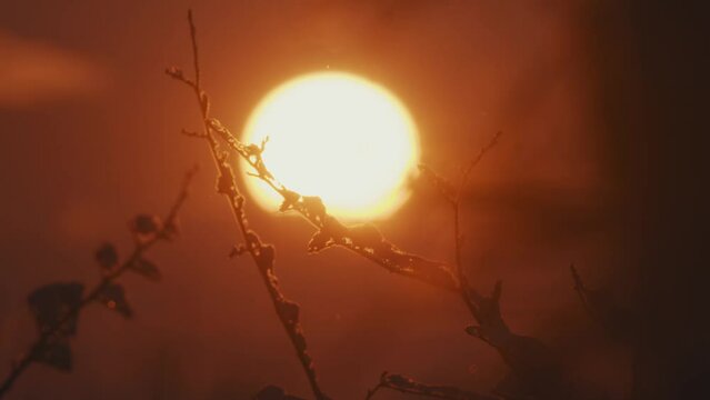 The sun hangs low in the sky,framed by the delicate silhouette of bare branches, casting an amber glow.