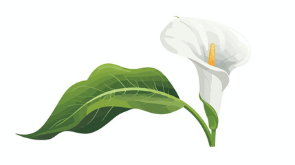 Flat icon A majestic white calla lily with a trumpe