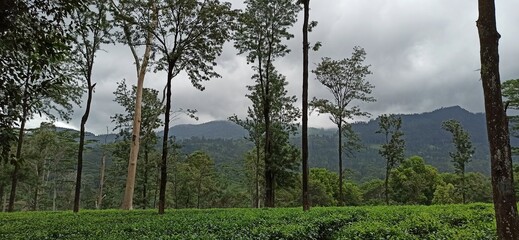 Lush green tea plantation stretching towards majestic mountains