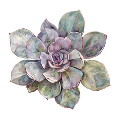 Watercolor Succulent Cactus
- 758328978
