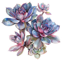 Watercolor Succulent Cactus
- 758329125