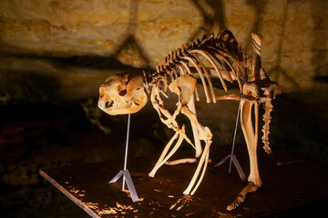 Fossil skeleton of a Marsupial lion (pouch lion or Thylacoleo carnifex), an extinct carnivorous marsupial found in the Victoria Fossil Cave in the Naracoorte Caves National Park in South Australia - obrazy, fototapety, plakaty