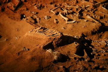 Fossil skeleton found in the Victoria Fossil Cave in the Naracoorte Caves National Park in South Australia - obrazy, fototapety, plakaty