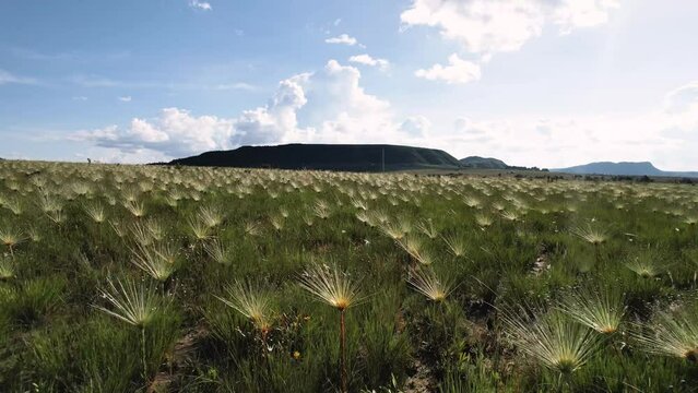 Imagens a&eacute;reas Campo dos Chuveirinhos - Chapada dos Veadeiros - Brazil (Planta Sempre-viva, Chuveirinho, Paepalanthus classenianus. Palipalan)
