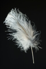Simple white feather on dark black background. Suitable for minimalist designs
