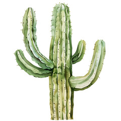 Watercolor Succulent Cactus
- 758330900