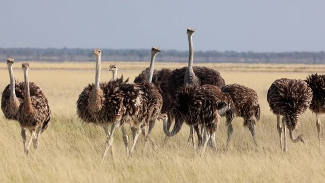 Group of brown and black common ostrich, Struthio camelus, walking towards camera in long yellow savannah grass filed in Etosha, Namibia, in warm golden light