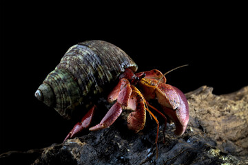 beautiful hermit crab crawling on wood, Coenobita clypeatus