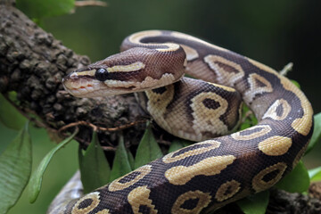 Ball python snake close up on branch, python regius 
