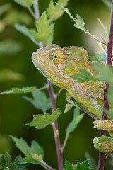 Chameleon on the branch of a bush. Chamaeleo chamaeleon.