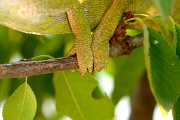 Close-up foot shot of a chameleon walking on a tree branch.