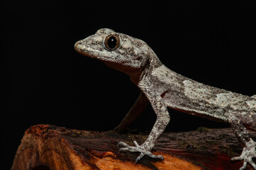 .Close-up of Kotschy's Naked-toed Gecko in its natural habitat, on a tree stump (Mediodactylus kotschyi). A gecko licking its eye..