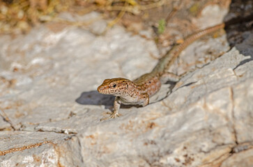 Anatololacerta  on a rock in the sun. Close-up.