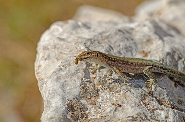 Anatololacerta  on a rock in the sun. Close-up.