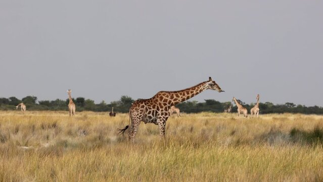 Herd or group of giraffe, Giraffa, in warm golden morning light, during safari game drive in Etosha National Park, Namibia, Africa, in grass bush field