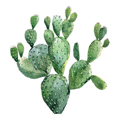 Watercolor Succulent Cactus
- 758333364