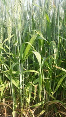green field | green wheat 