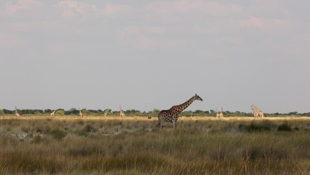 Herd or group of giraffe, Giraffa, in warm golden morning light, during safari game drive in Etosha National Park, Namibia, Africa, in grass bush field