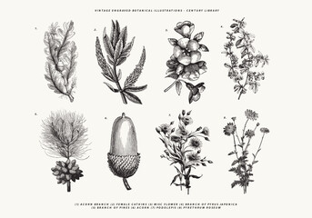 Vintage Botanical Line Art Illustrations  Acorn, Catkins, Pyrus Japonica, Pine Cones, and Roseum © Vector Hut