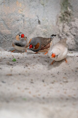 A tiny zebra bird in the interior.