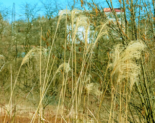 Dry grass background. Dry panicles of Miscanthus sinensis sway in the wind in early spring