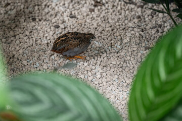 Little Chinese partridge on gravel.