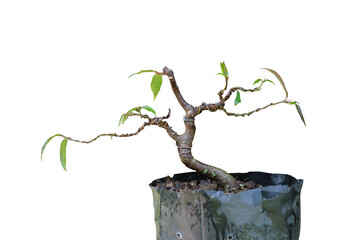 Ficus benjamina in process for bonsai on white background