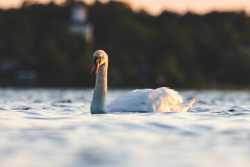 Mute swan swimming in sunset