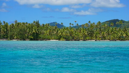 Fototapeta premium Tropical coastline with turquoise water of the lagoon of Huahine island, natural scene, French Polynesia, south pacific, Society Islands