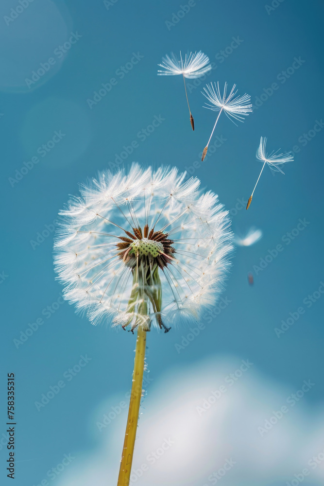 Poster a beautiful dandelion with seeds being carried away by the wind. suitable for nature and inspiration